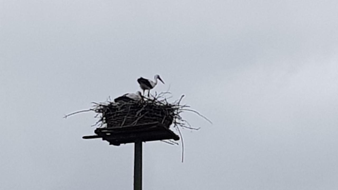 Ruhige Ferienwohnung Direkt Am Nord-Ostsee-Kanal Breiholz Exterior foto